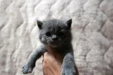 ブリティッシュショートヘア【広島県・男の子・2020年7月20日・ブルー】の写真1