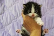 ノルウェージャンフォレストキャット【広島県・女の子・2015年7月19日・ブラウンタビー&ホワイト】の写真1