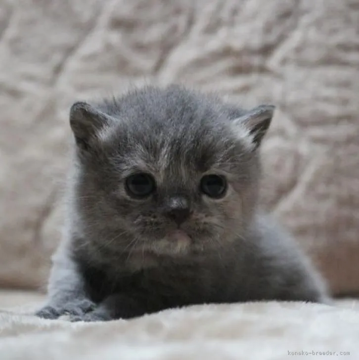 ID：2209-00318の子猫