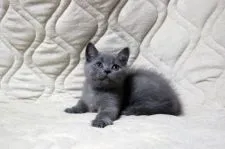 ブリティッシュショートヘア【広島県・男の子・2017年6月11日・ブルー(ショート)】の写真2