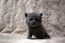 ブリティッシュショートヘア【広島県・男の子・2020年7月20日・ブルー】の写真2