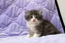 ノルウェージャンフォレストキャット【広島県・男の子・2019年6月26日・ブルータビー&ホワイト】の写真2