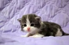 ノルウェージャンフォレストキャット【広島県・男の子・2020年12月5日・ブルータビー&ホワイト】の写真2