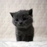 ブリティッシュショートヘア【広島県・男の子・2023年3月27日・ブルー】の写真2