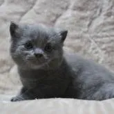 ブリティッシュショートヘア【広島県・男の子・2022年8月26日・ブルー】の写真2