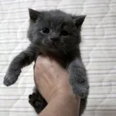 ブリティッシュショートヘア【広島県・男の子・2023年3月27日・ブルー】の写真3