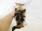 ノルウェージャンフォレストキャット【広島県・女の子・2014年3月10日・】の写真3