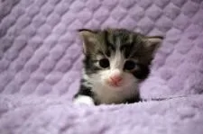 ノルウェージャンフォレストキャット【広島県・男の子・2020年8月21日・ブラウンタビー&ホワイト】の写真3