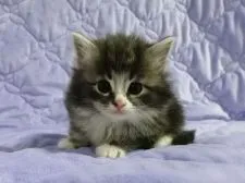 ノルウェージャンフォレストキャット【広島県・女の子・2019年11月11日・ブルータビー&ホワイト】の写真3