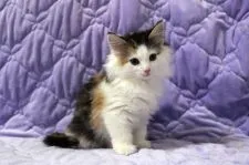 ノルウェージャンフォレストキャット【広島県・女の子・2016年8月29日・ブラウンパッチドタビー&ホワイト】の写真3