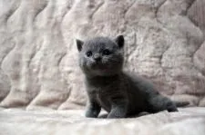 ブリティッシュショートヘア【広島県・男の子・2020年7月20日・ブルー】の写真3