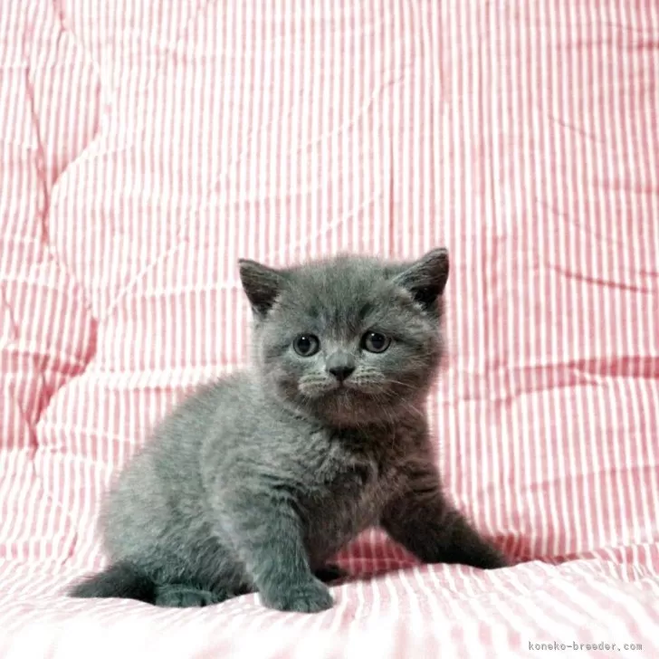 ID：2505-00496の子猫