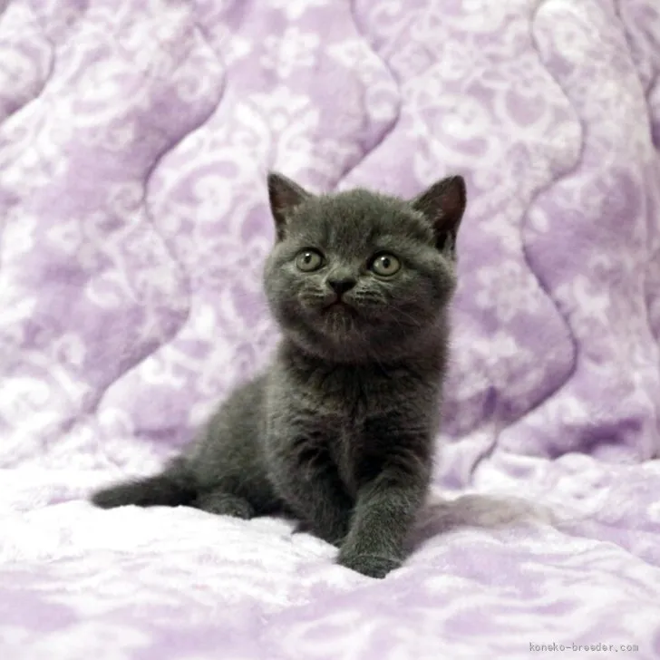ID：2607-01799の子猫