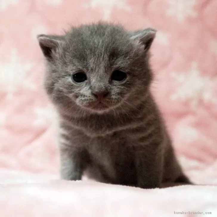 ID：2504-02653の子猫