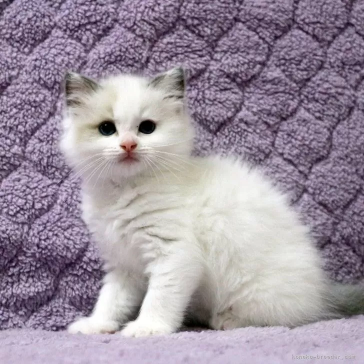 ID：2506-00085の子猫