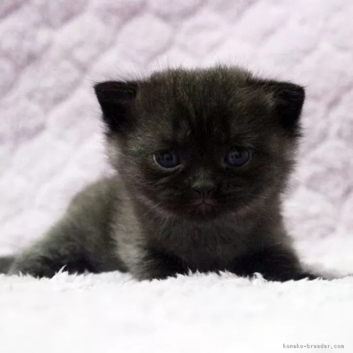 ID:2510-00589の子猫