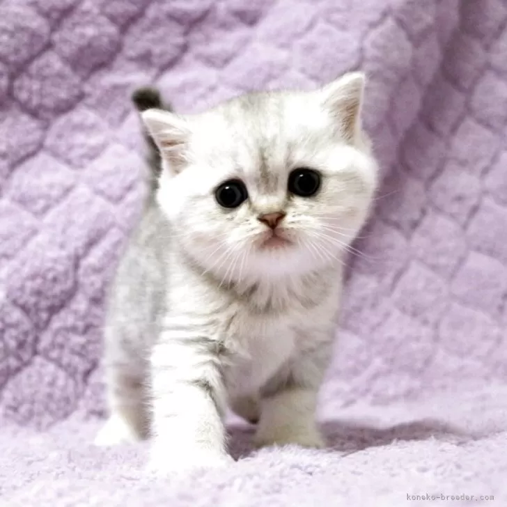 ID：2510-00586の子猫