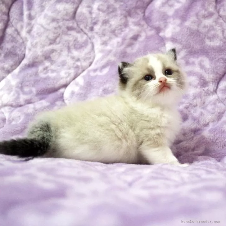 ラグドール【広島県・女の子・2025年10月20日・シールポイントバイカラー】の写真1