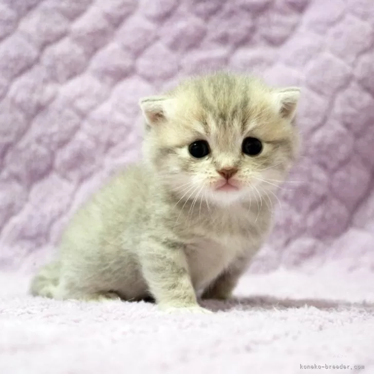 まるこ 様のお迎えした子猫