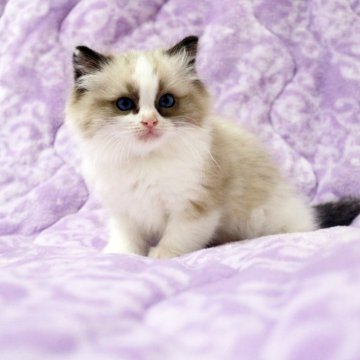 ラグドール【広島県・女の子・2025年10月20日・シールポイントバイカラー】の写真「とろ～んとした顔立ち、おっとり、のんびりやさん♪」