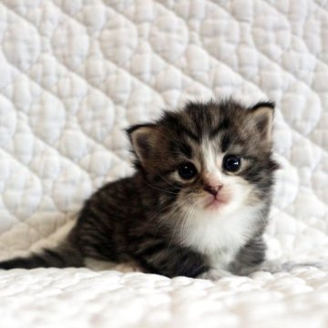 ノルウェージャンフォレストキャット【広島県・女の子・2025年10月3日・ブラウンタビー&ホワイト】の写真「お目目パッチリふかもこブラウンちゃん♪」