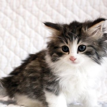 ノルウェージャンフォレストキャット【広島県・女の子・2025年10月3日・ブラウンタビー&ホワイト】の写真「お目目パッチリふかもこブラウンちゃん♪」