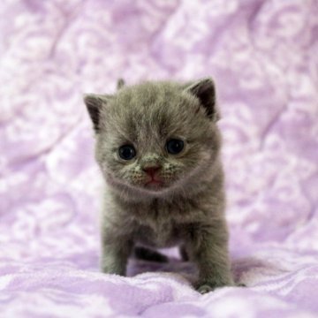 ブリティッシュショートヘア【広島県・女の子・2025年11月1日・ブルー】の写真「お目目パッチリ、綺麗な顔立ちのムチコロちゃんで♪」