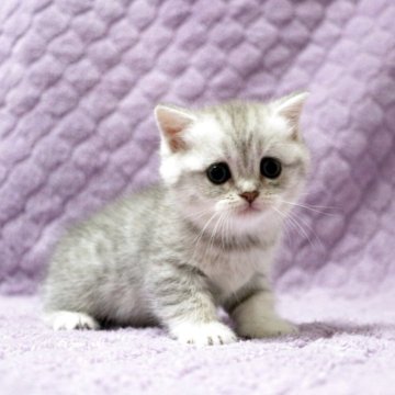 ブリティッシュショートヘア【広島県・女の子・2025年9月14日・ブルーシルバータビー】の写真「お目目パッチリ、淡い色合いが優しい雰囲気です♪」