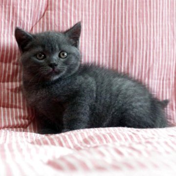 ブリティッシュショートヘア【広島県・男の子・2025年8月16日・ブルー】の写真「お目目パッチリ、綺麗な顔立ちのムチコロちゃんで♪」