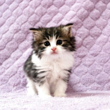 ノルウェージャンフォレストキャット【広島県・女の子・2025年10月3日・ブラウンタビー&ホワイト】の写真「お目目パッチリふかもこブラウンちゃん♪」