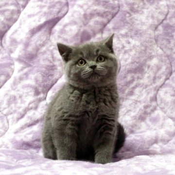 ブリティッシュショートヘア【広島県・女の子・2025年11月1日・ブルー】の写真「お目目パッチリ。おっとり、のんびり屋さん♪」