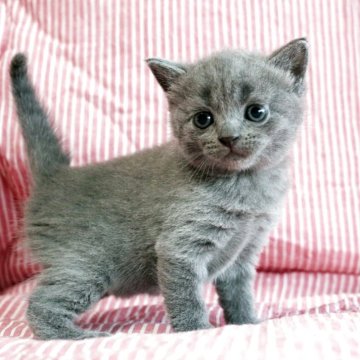 ブリティッシュショートヘア【広島県・女の子・2025年8月1日・ブルー】の写真「お目目パッチリ、綺麗な顔立ちのムチコロちゃんで♪」
