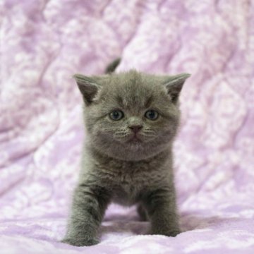 ブリティッシュショートヘア【広島県・女の子・2025年11月1日・ブルー】の写真「お目目パッチリ、綺麗な顔立ちのムチコロちゃんで♪」