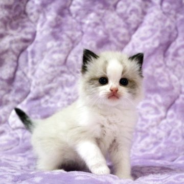 ラグドール【広島県・女の子・2025年10月20日・シールポイントバイカラー】の写真「おめめぱっちり整った顔立ち、ぬいぐるみの様な子♪」