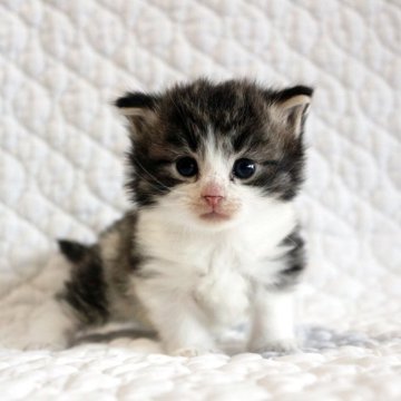 ノルウェージャンフォレストキャット【広島県・女の子・2025年10月3日・ブラウンタビー&ホワイト】の写真「お目目パッチリふかもこブラウンちゃん♪」