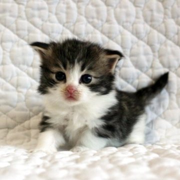 ノルウェージャンフォレストキャット【広島県・女の子・2025年10月3日・ブラウンタビー&ホワイト】の写真「お目目パッチリふかもこブラウンちゃん♪」