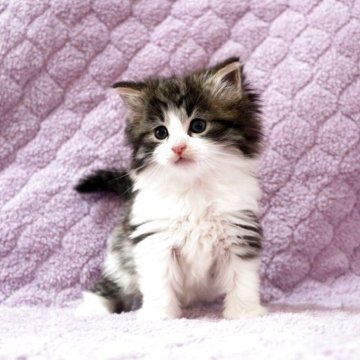 ノルウェージャンフォレストキャット【広島県・女の子・2025年10月3日・ブラウンタビー&ホワイト】の写真「お目目パッチリふかもこブラウンちゃん♪」