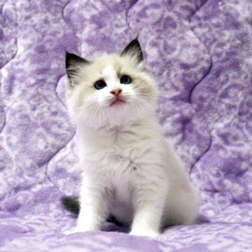 ラグドール【広島県・男の子・2025年9月16日・シールポイントバイカラー】の写真「優しい顔立ちの子！性格も懐っこく優しいです♪」