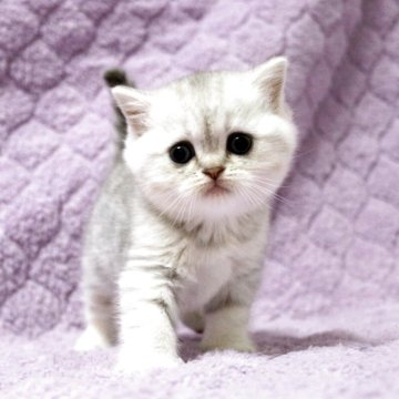 ブリティッシュショートヘア【広島県・女の子・2025年9月14日・ブルーシルバータビー】の写真「お目目パッチリ、淡い色合いが優しい雰囲気です♪」