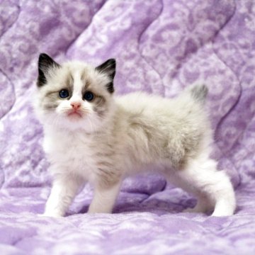 ラグドール【広島県・男の子・2025年10月20日・シールポイントバイカラー】の写真「綺麗な顔立ちの美男子くん。毛ぶきも良くもふもふ♪」