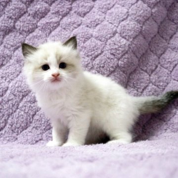 ラグドール【広島県・男の子・2025年9月16日・シールポイントバイカラー】の写真「優しい顔立ちの子!性格も懐っこく優しいです♪」