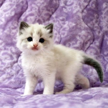 ラグドール【広島県・男の子・2025年10月20日・ブルーポイントバイカラー】の写真「綺麗な顔立ちの美男子くん。毛ぶきも良くもふもふ♪」