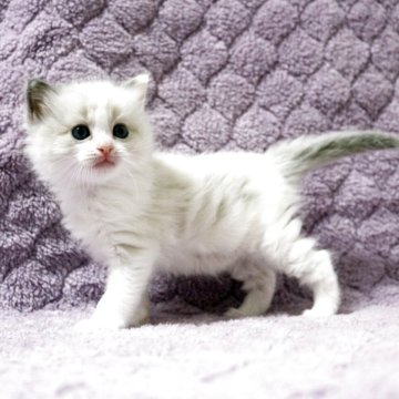 ラグドール【広島県・男の子・2025年5月1日・ブルーポイントバイカラー】の写真「懐っこい甘えっこ。大振りの男の子です♪」