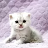 ブリティッシュショートヘア