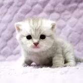 ブリティッシュショートヘア