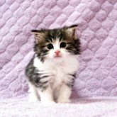 ノルウェージャンフォレストキャット