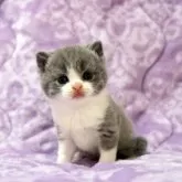 ブリティッシュショートヘア