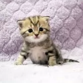 ブリティッシュショートヘア