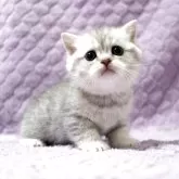 ブリティッシュショートヘア