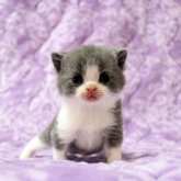 ブリティッシュショートヘア